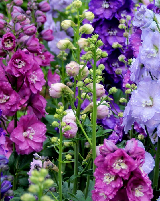 Delphinium 'New Millennium Mix'
