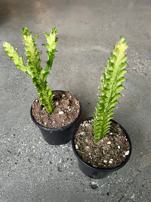 Euphorbia Trigona Variegata