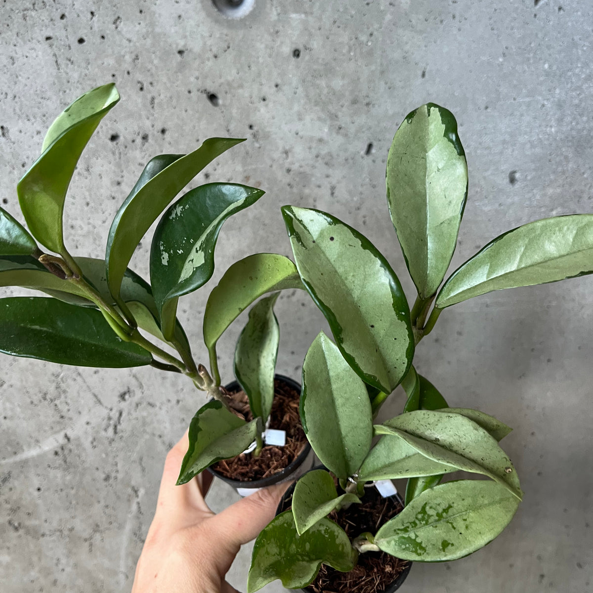 Hoya 'Silver AH 074' – VI Plant Shop