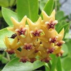 Hoya Densifolia