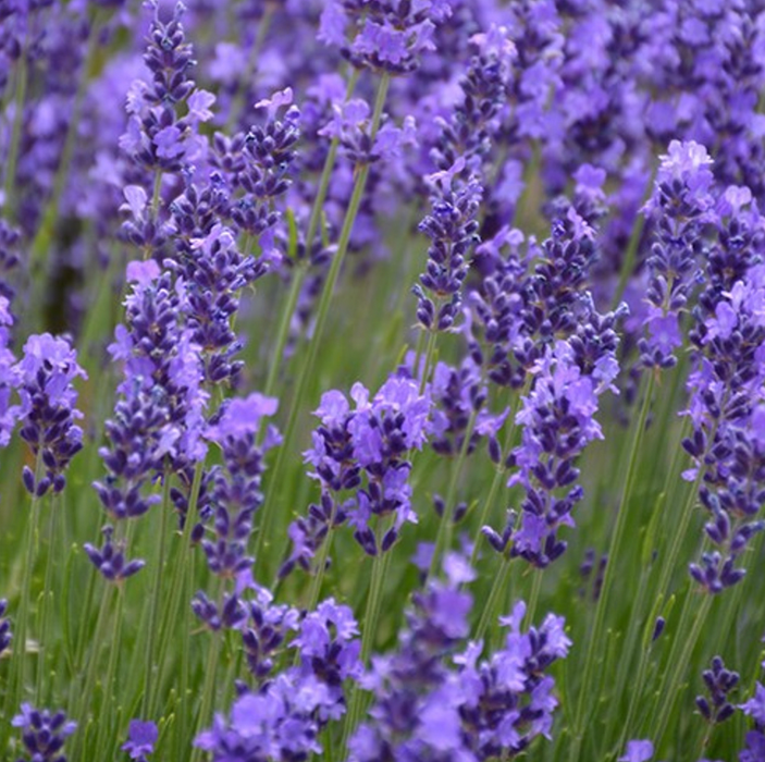 Lavender 'Hidcote'