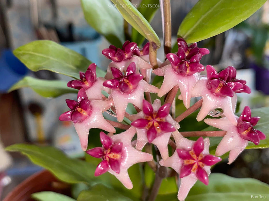 Hoya 'Patricia'