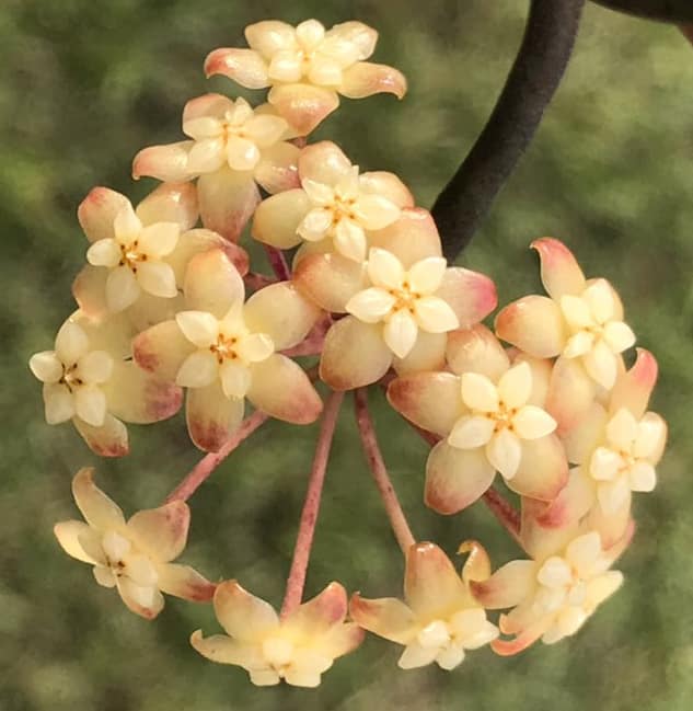 Hoya Larisa