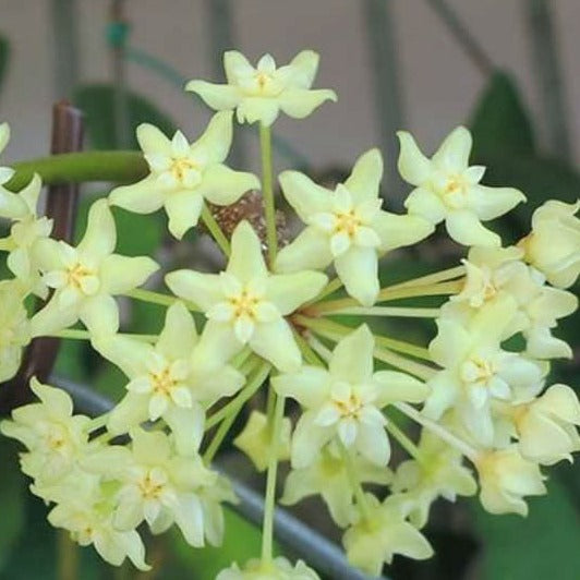 Hoya Merrillii Long Leaf