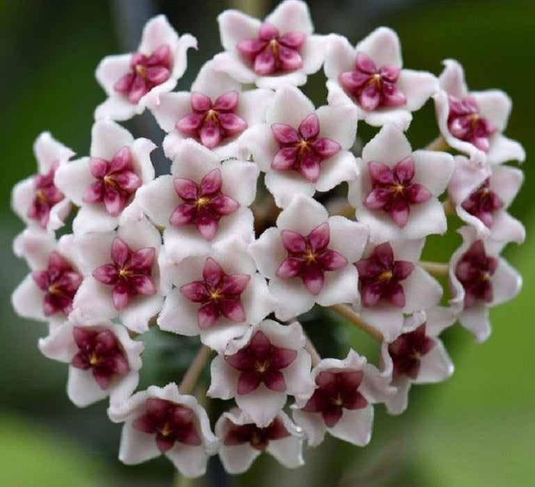 Hoya Obovata Splash