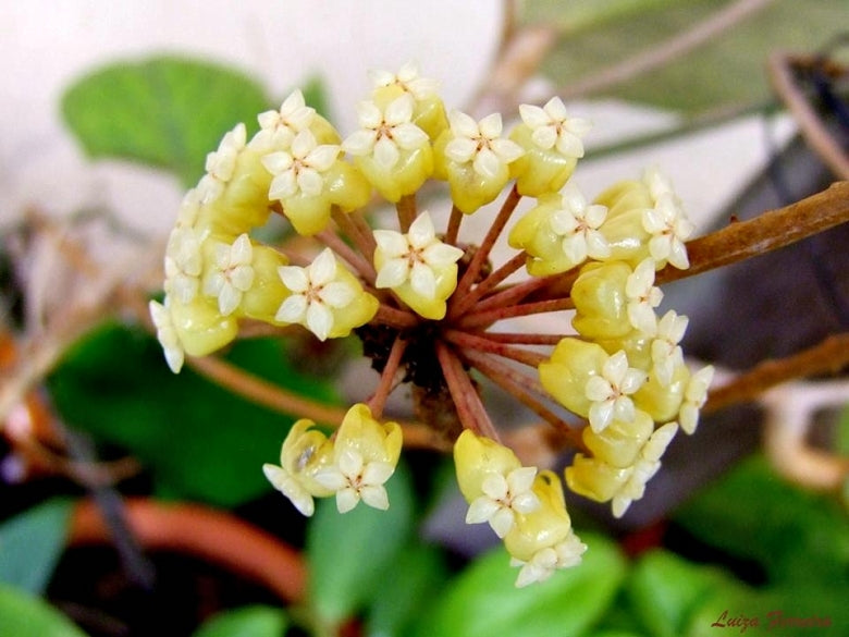 Hoya Vitellinoides