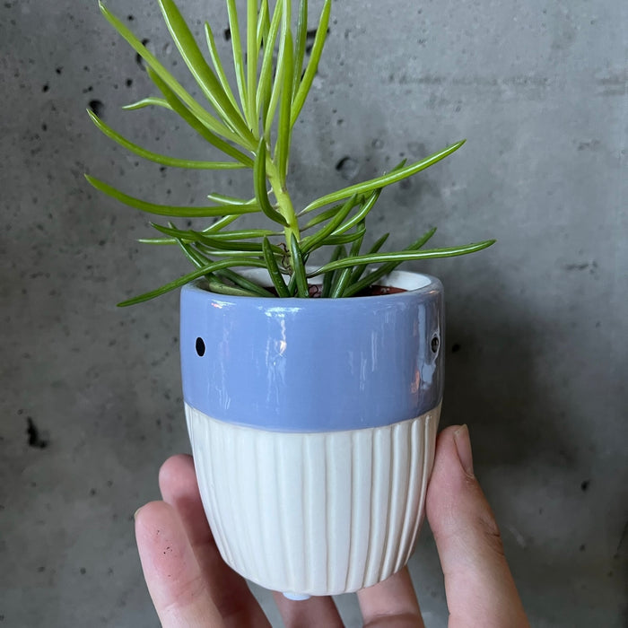 Whale Pot (Assorted Colours)