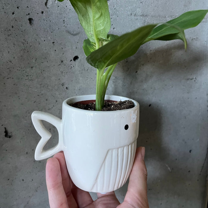 Whale Pot (Assorted Colours)