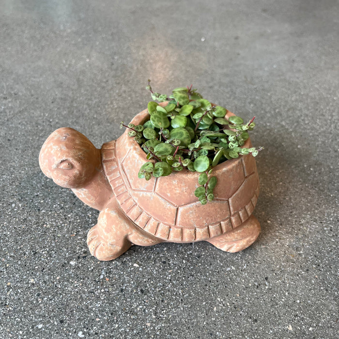 Terracotta Turtle