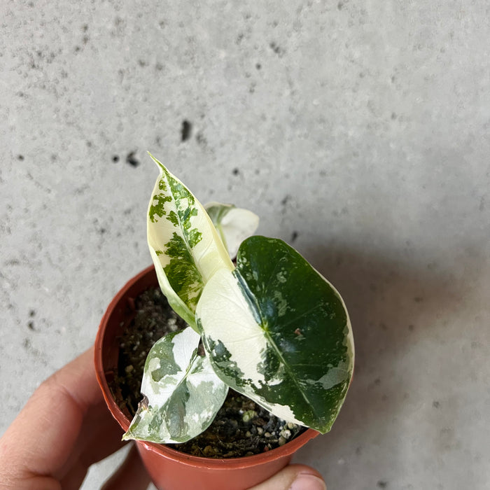 Alocasia Frydek Variegated