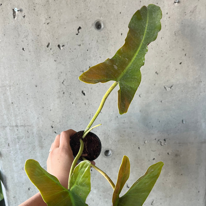philodendron mexicanum Philodendron Mexicanum – VI Plant Shop