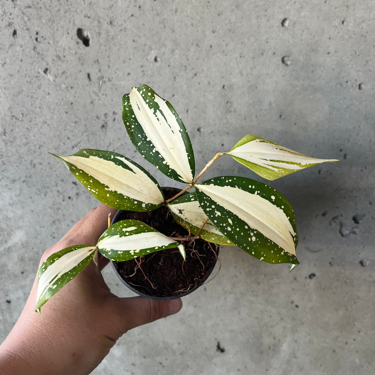 Dracaena Milky Way  VI Plant Shop