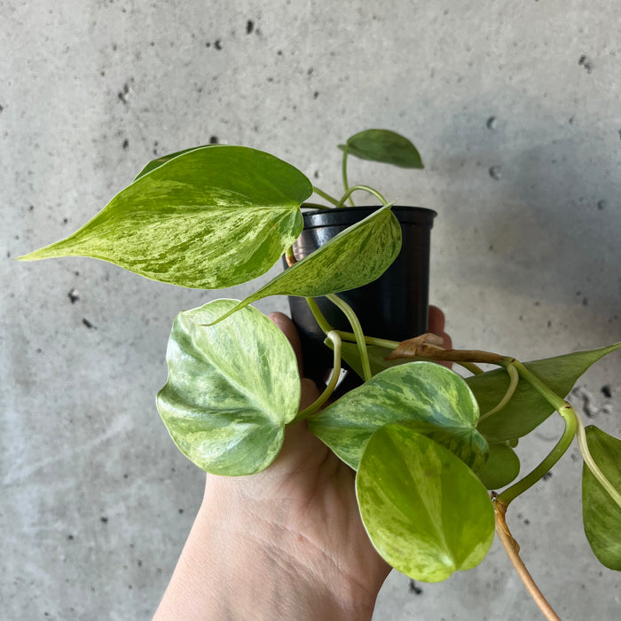 Variegated Heartleaf Philodendron