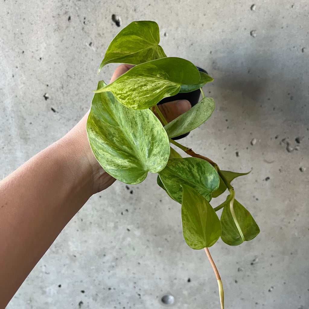 heart leaf philodendron leaves bleached Variegated Heartleaf Philodendron – VI Plant Shop