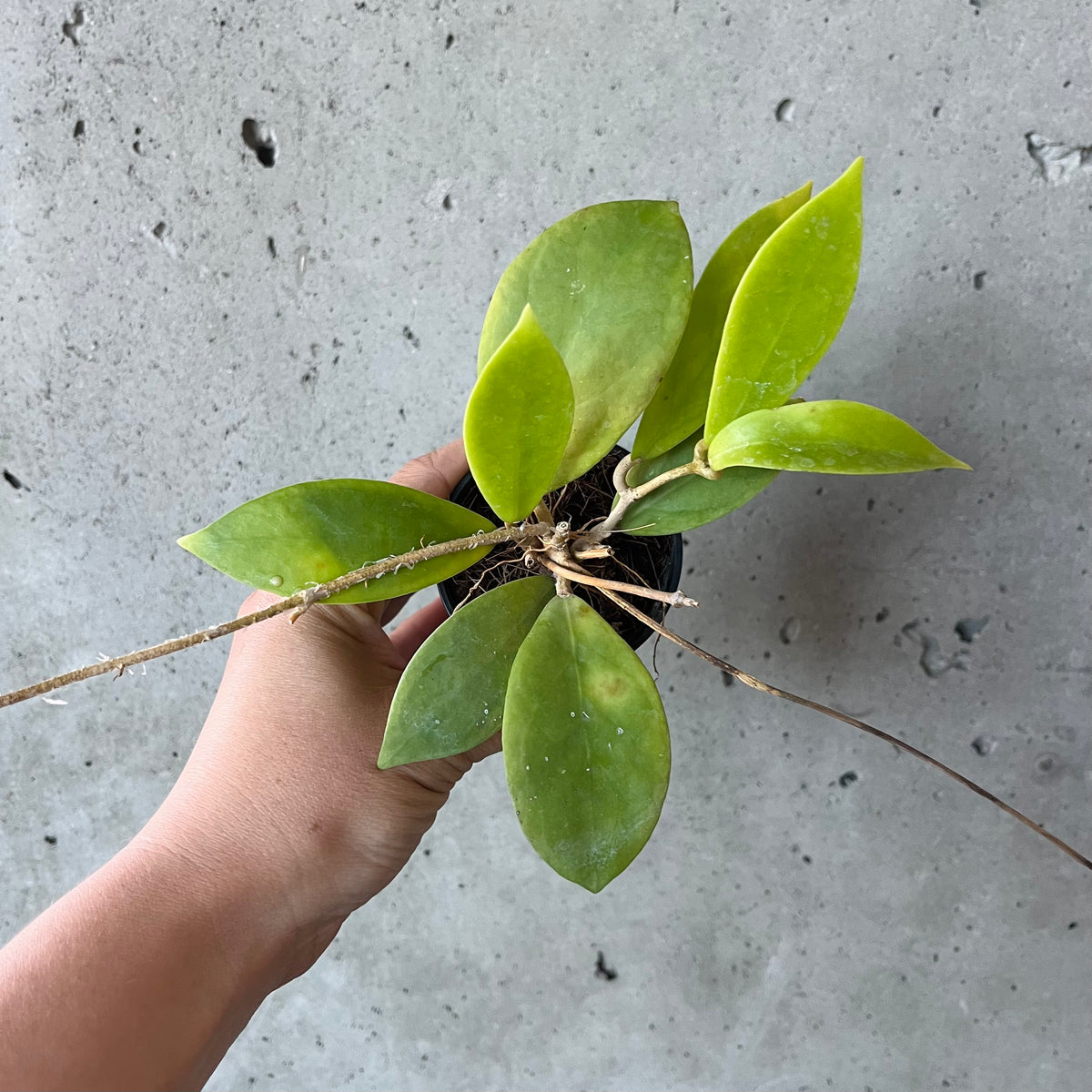 Hoya Miari Jaya – VI Plant Shop