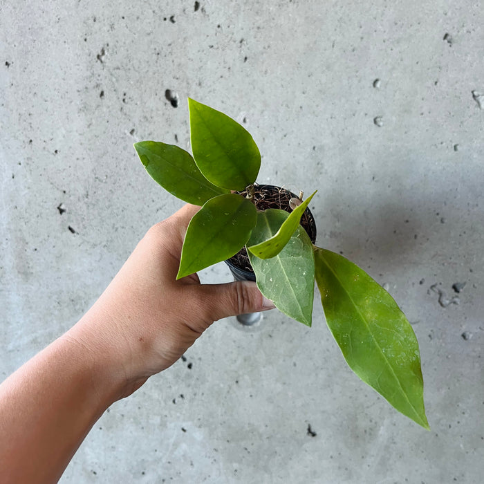 Hoya 'Patricia'