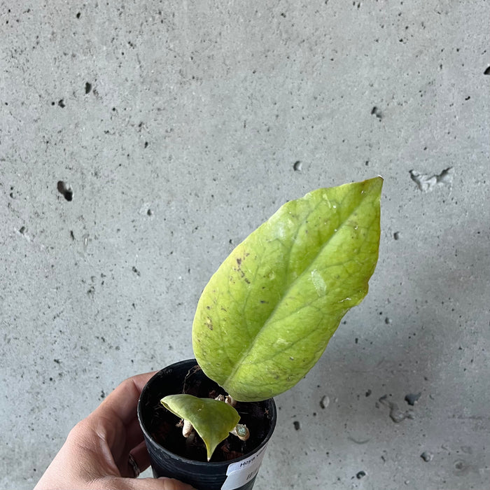 Hoya Vitellinoides