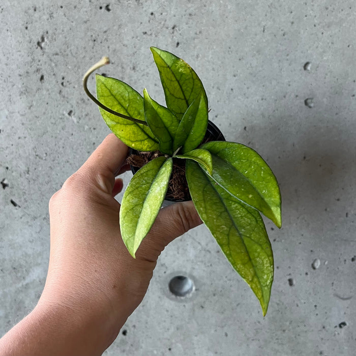 Hoya Crassipetiolata