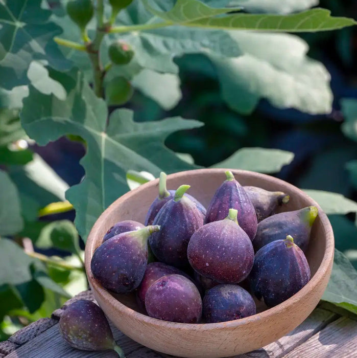 Dwarf Fig Tree
