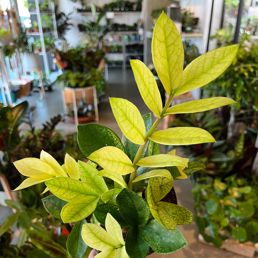 chameleon zz plant benefits Chameleon ZZ – VI Plant Shop