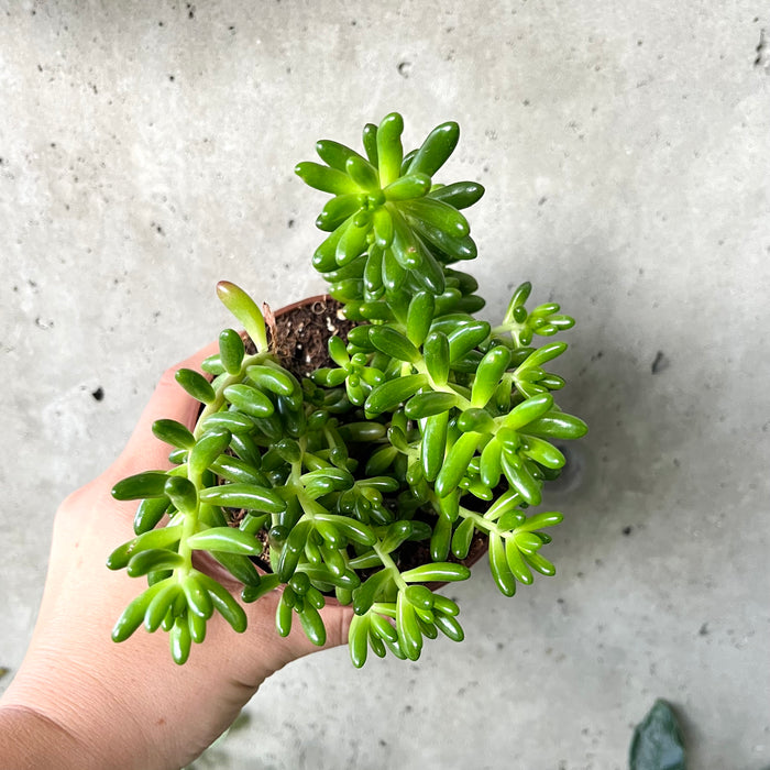 Jellybean Sedum