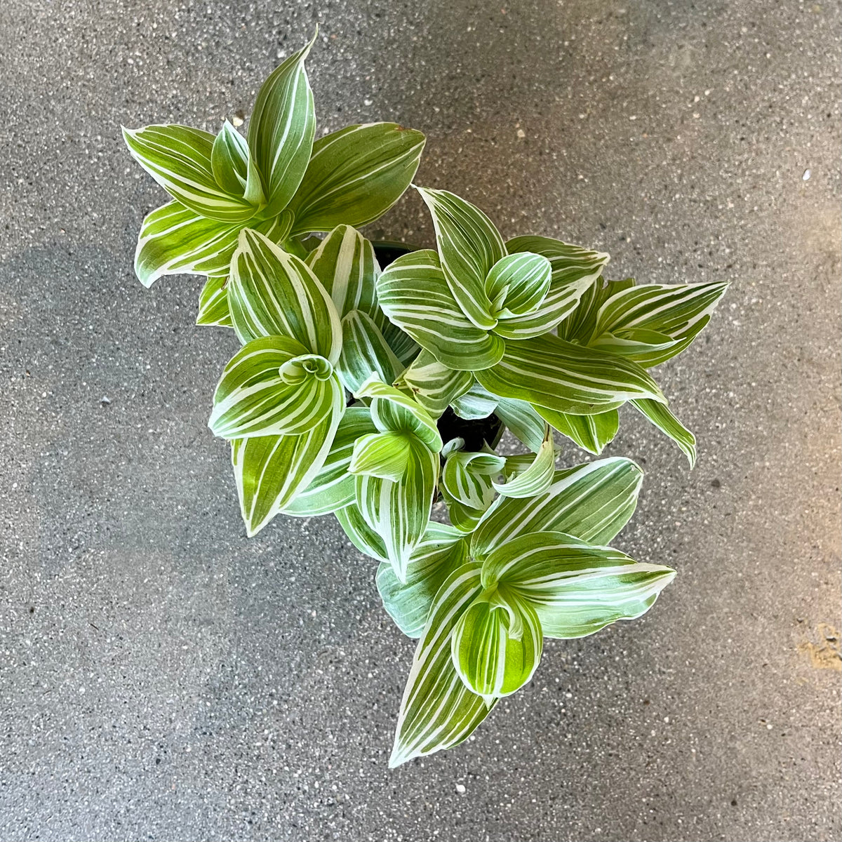 チェケラプランツ Tradescantia Zebrina Cream – VI Plant Shop