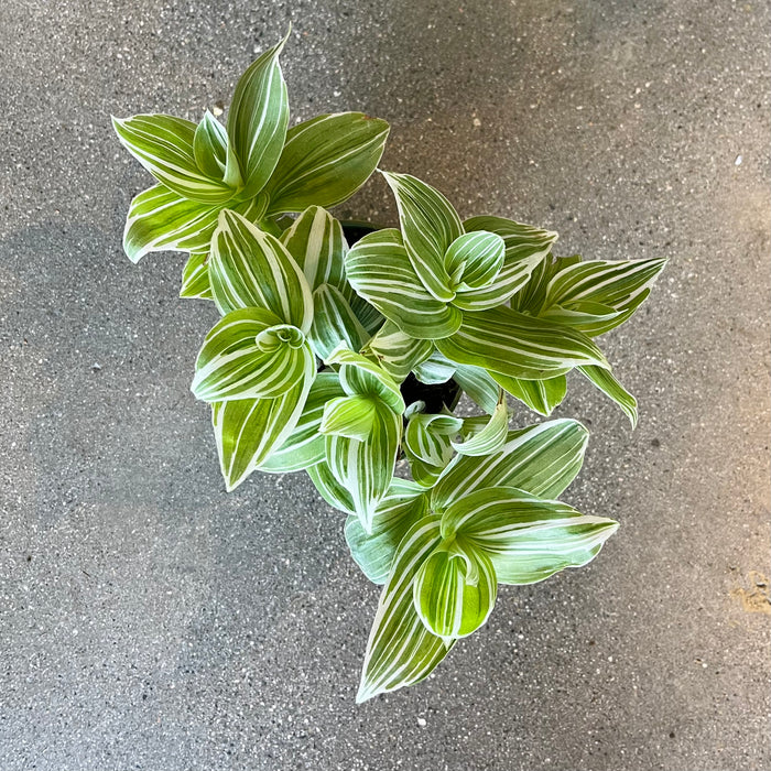 is tradescantia zebrina an indoor plant Tradescantia Zebrina Cream – VI Plant Shop