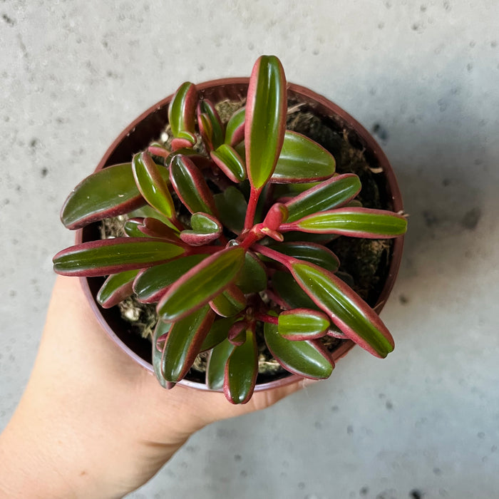 Peperomia Ruby Glow