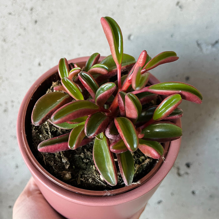 Peperomia Ruby Glow