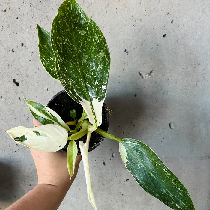 Philodendron 'Jose Buono'