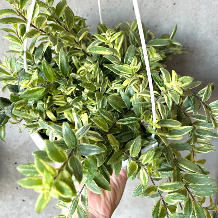 Bolero Bicolor Lipstick Plant