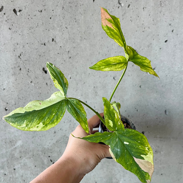 Syngonium Red Spot