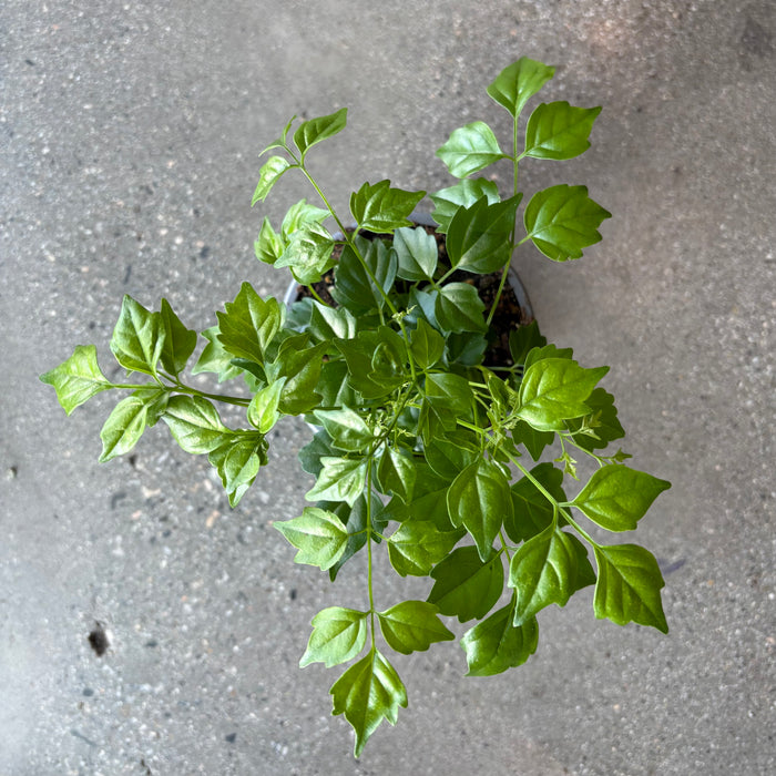 China Doll Plant