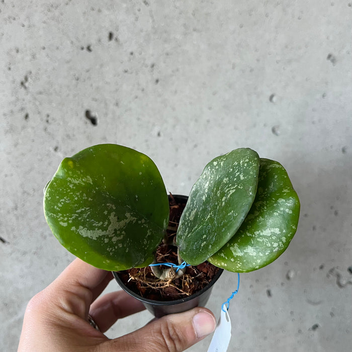 Hoya Obovata Splash