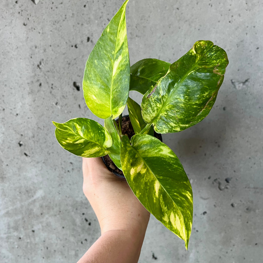 Epipremnum pinnatum yellow flame no. 1 – Thai Exotic Greenery