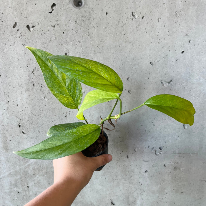 Epipremnum pinnatum mint - Singelblomman