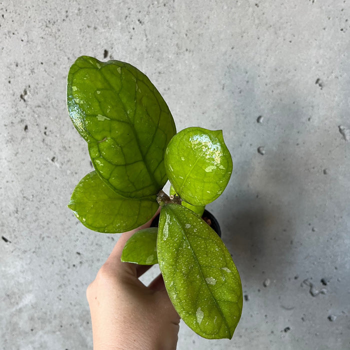 Hoya Larisa