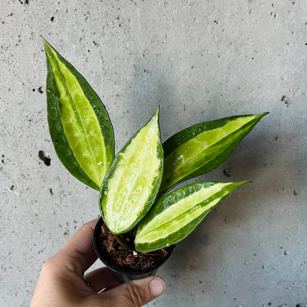 Hoya Latifolia 'Pot of Gold' – VI Plant Shop