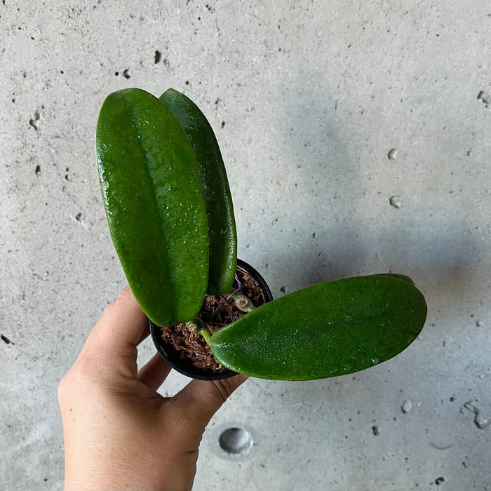 Hoya Meliflua