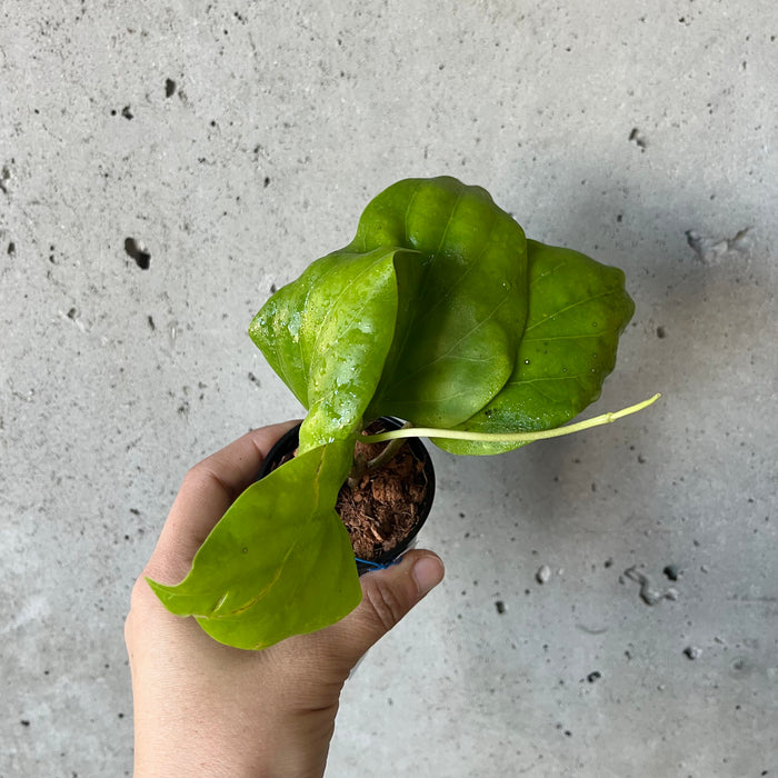 Hoya sp png 432