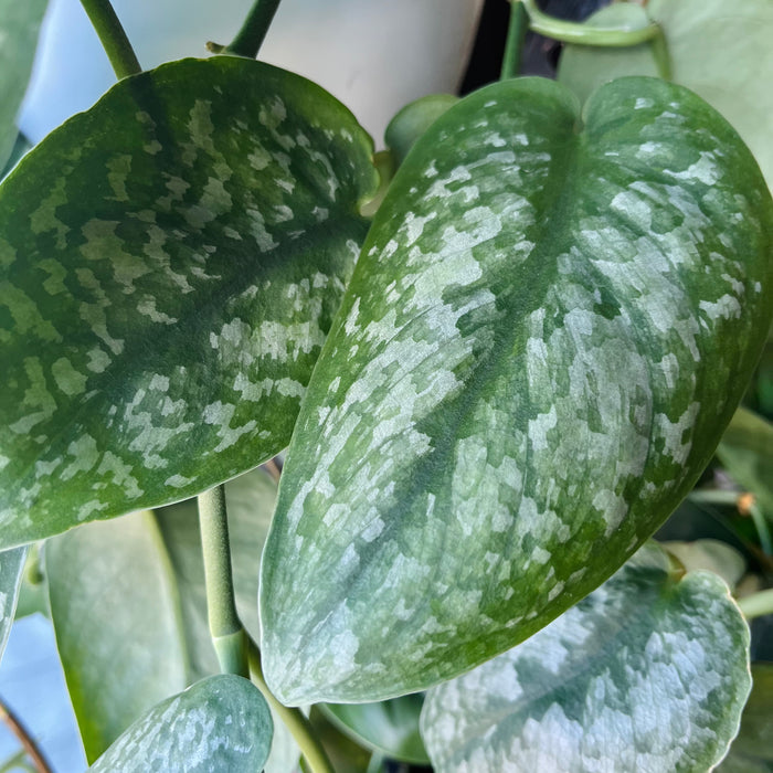 Scindapsus Pictus 'Silver Splash'