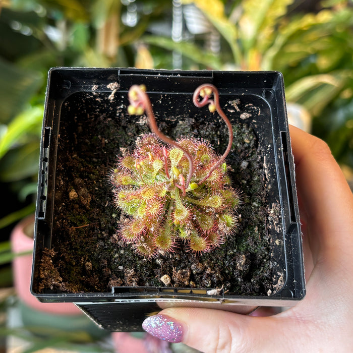 Spoon Leaf Sundew