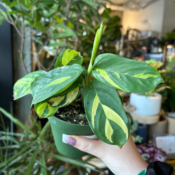 Ctenanthe Golden Mosaic