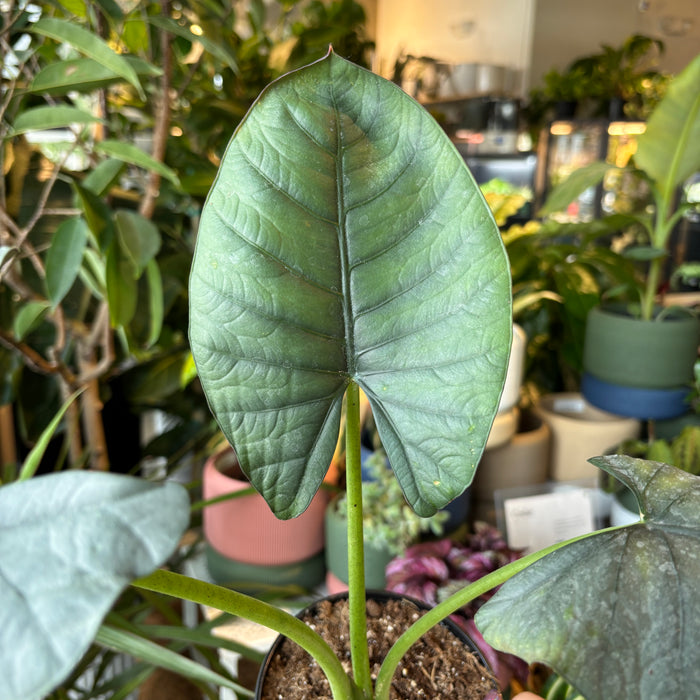 Alocasia Reginae