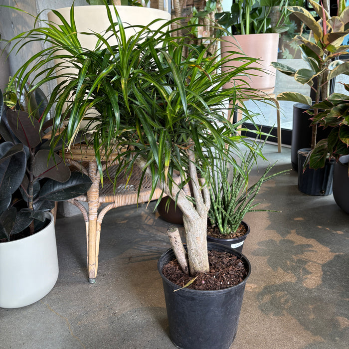 Dracaena Reflexa 'Anita'
