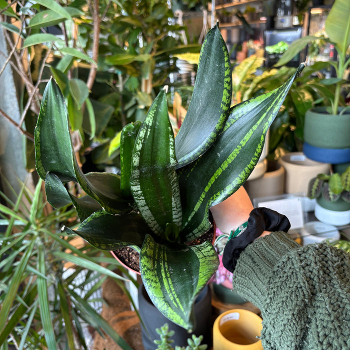 Snake Plant 'Starry Sky'