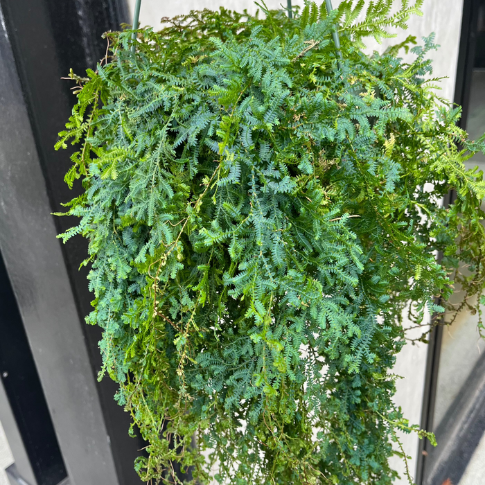 rainbow moss hanging plant Peacock Spike Moss – VI Plant Shop