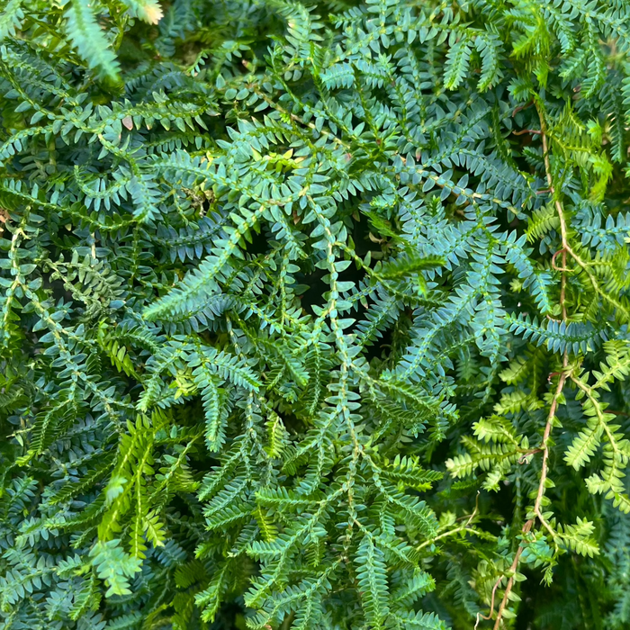 Peacock Spike Moss