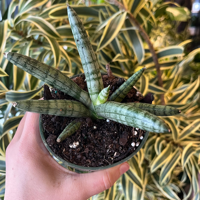 Boncel Snake Plant