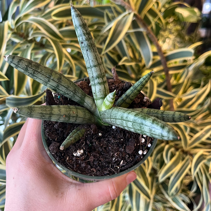 boncel snake plant Boncel Snake Plant – VI Plant Shop